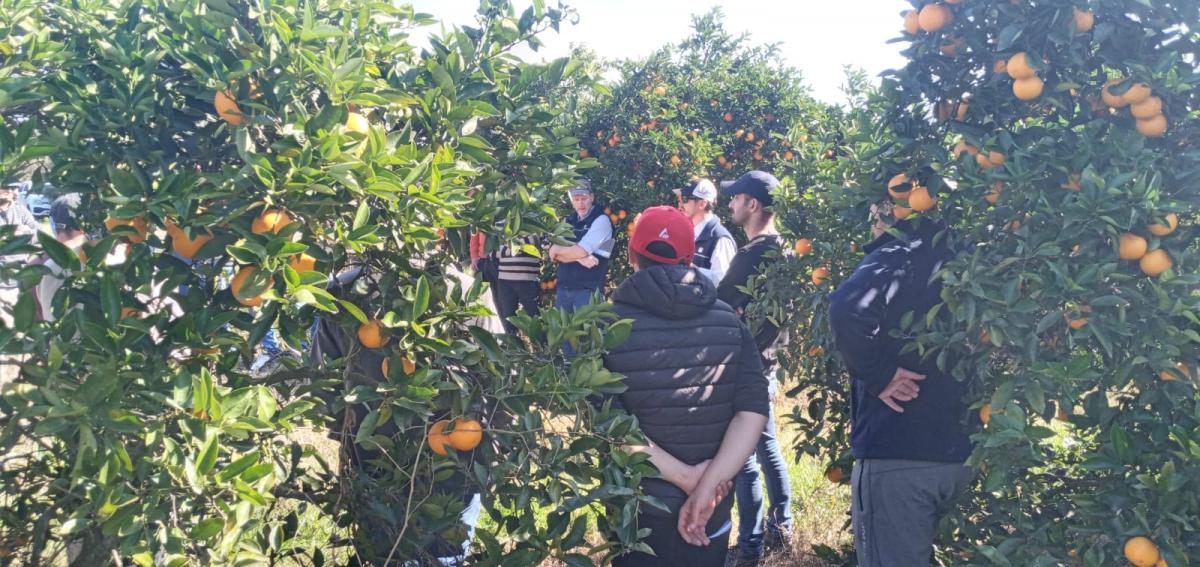 Informe monitoreo mes de Agosto: Lucha contra el HLB. 