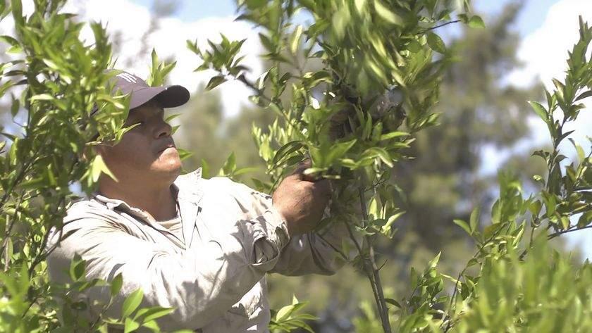 Informe monitoreo mes de Febrero 2025: Lucha contra el HLB.